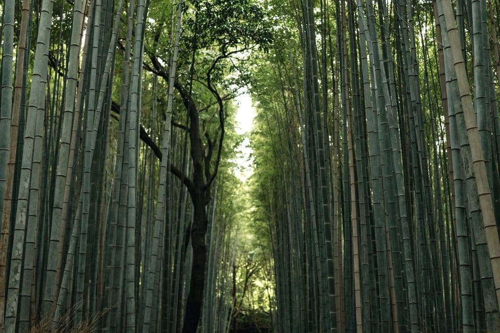 Bamboo forest pathway in Arashiyama, by Faruk Tokluoğlu